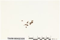 藏品(卷葉短頸苔)的圖片